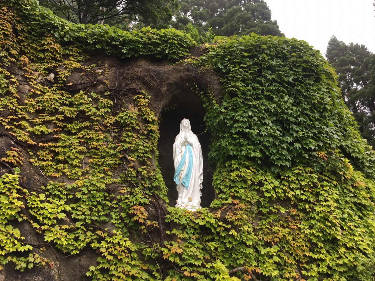 当別丸山 19 06 23 ツルさんの当別丸山の活動日記 Yamap ヤマップ