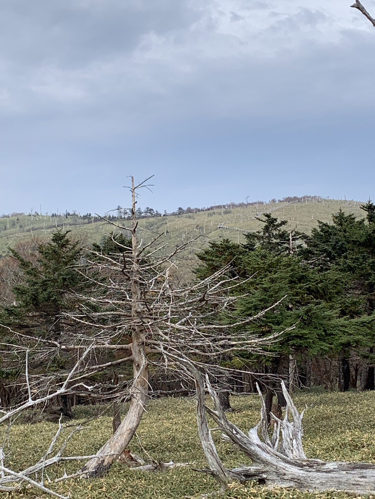 大台ヶ原 日出ヶ岳 大蛇ぐら シオカラ谷 かずえさんの大台ヶ原山 日出ヶ岳 大杉谷の活動データ Yamap ヤマップ