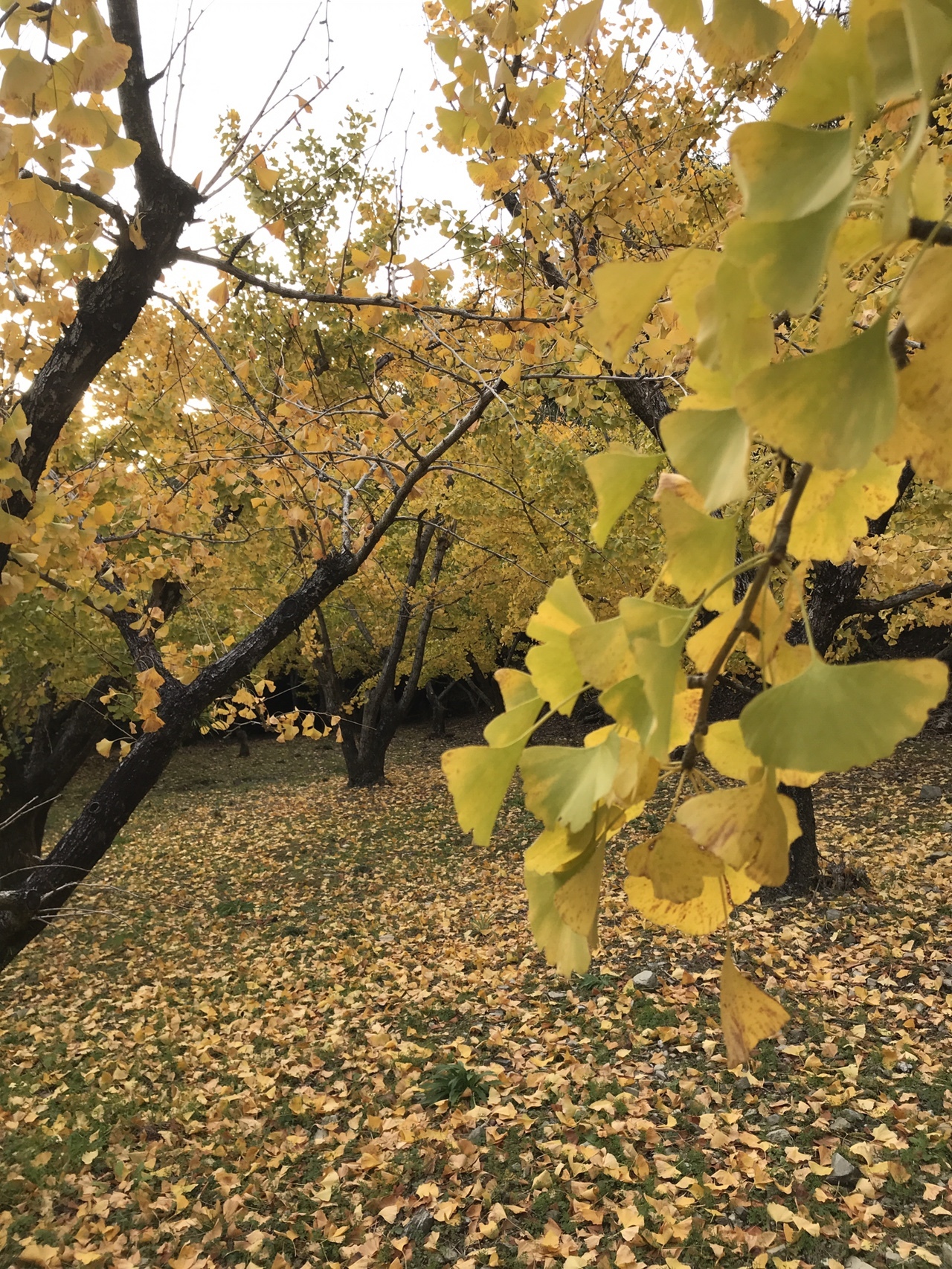 広川町太原 久留米市明星山の銀杏 ハルさんの明星山 久留米市 白金山の活動日記 Yamap ヤマップ