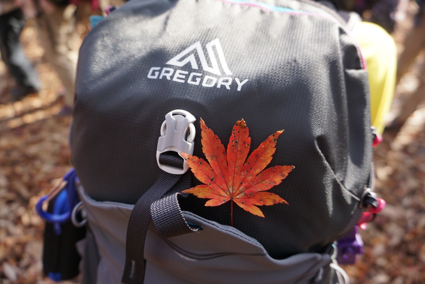 岡山森林公園と奥津渓 みきさんの岡山県立森林公園 千軒平 すずのこ平の活動データ Yamap ヤマップ