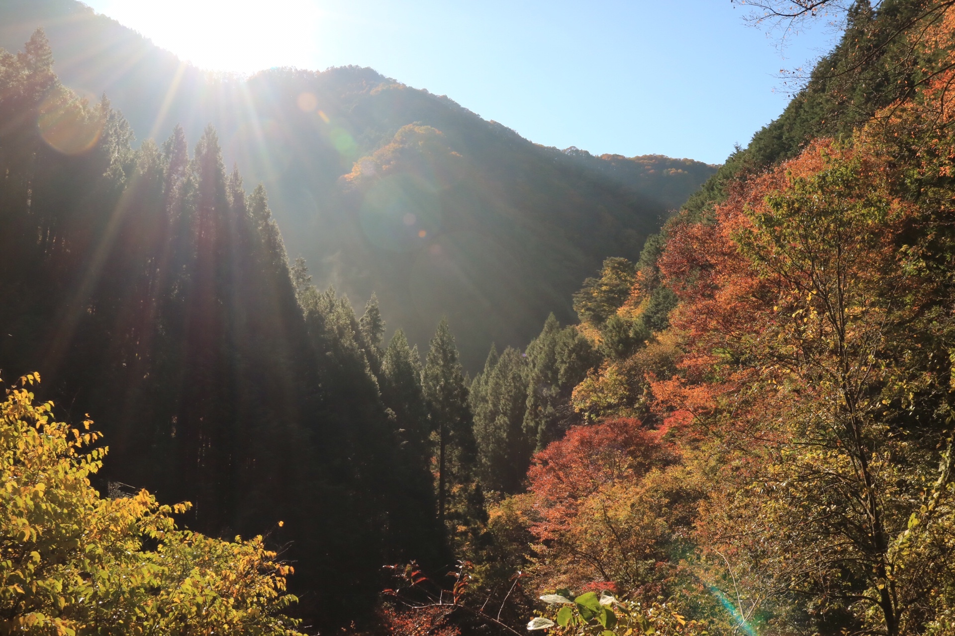 川苔山 紅葉バッチリ 体力ガッカリ編 Makoさんの川苔山 川乗山 の活動データ Yamap ヤマップ