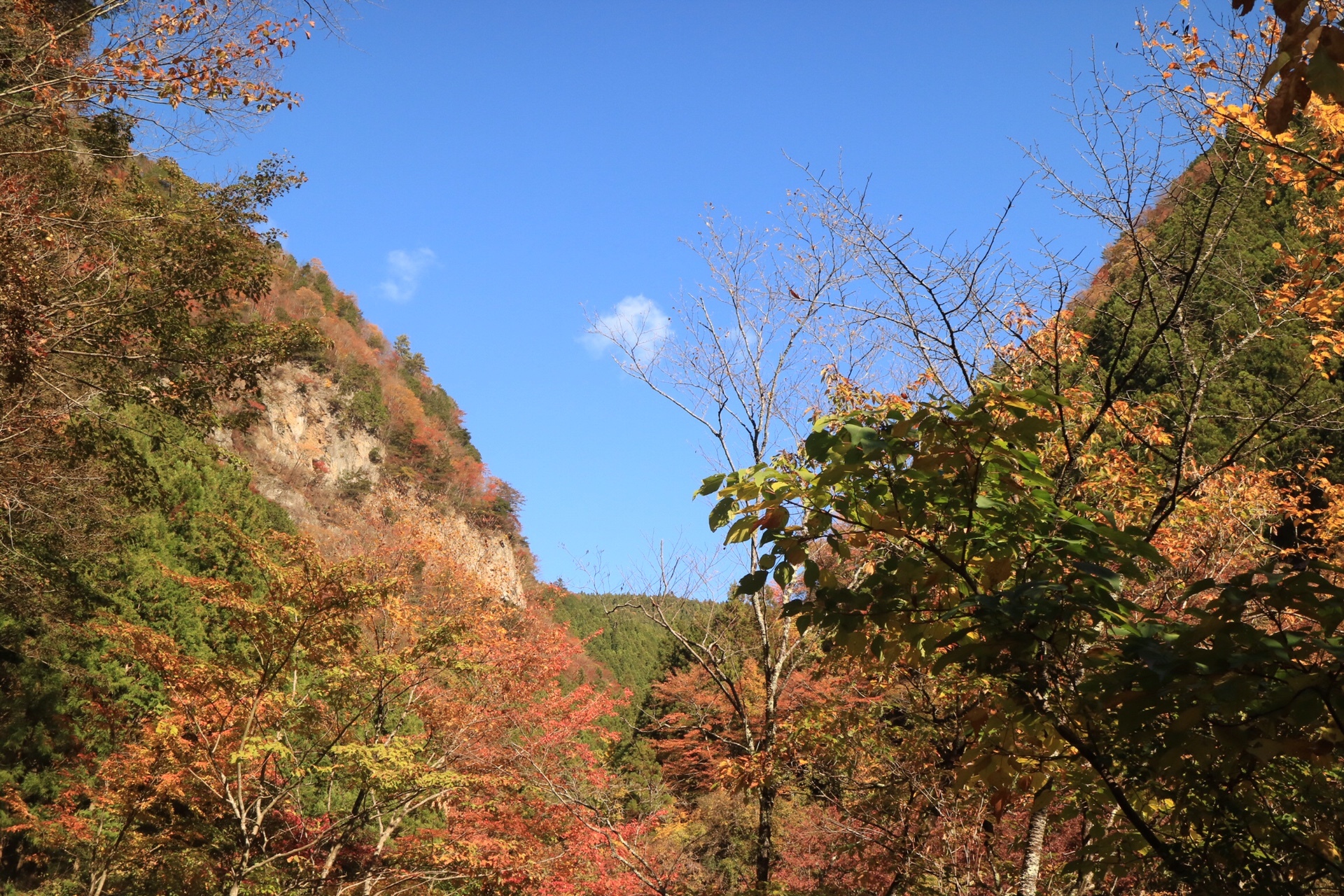 川苔山 紅葉バッチリ 体力ガッカリ編 Makoさんの川苔山 川乗山 の活動データ Yamap ヤマップ