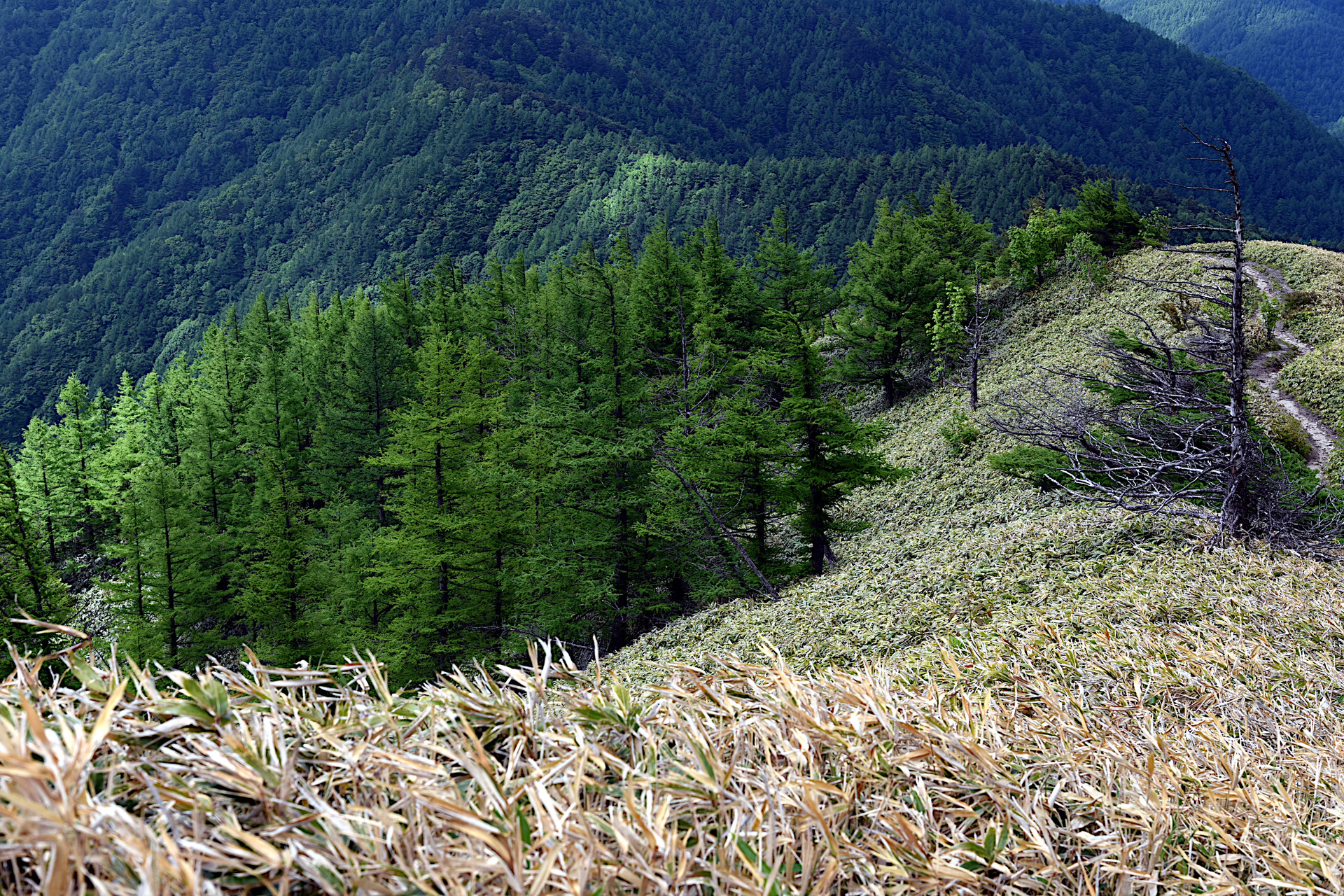 大川入山・横岳 カレマツがきれいでした