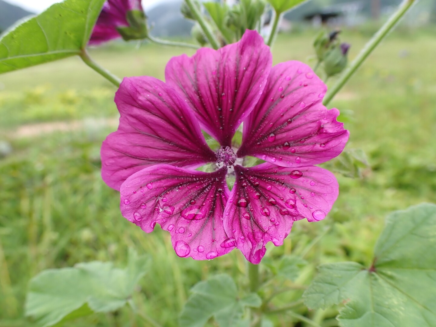 雨露の花 白馬五竜高山植物園 よしさんの鹿島槍ヶ岳 五竜岳 五龍岳 唐松岳の活動日記 Yamap ヤマップ