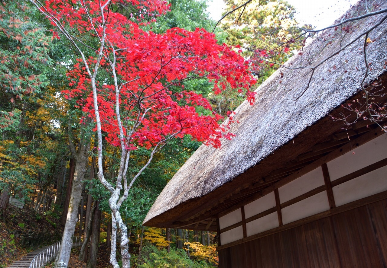 紅葉めぐり 北向観音と上田城 Kawauso さんの夫神岳 女神岳の活動データ Yamap ヤマップ