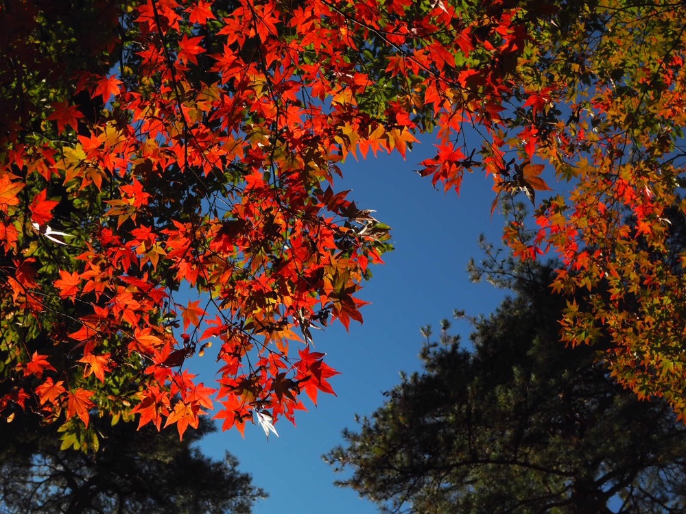 天覧山 紅葉 Fumiさんさんの天覧山 多峯主山 天覚山の活動データ Yamap ヤマップ