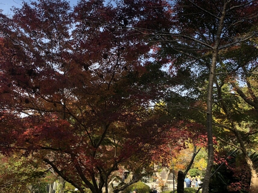 河内長野市 観心寺の紅葉 金剛山 二上山 大和葛城山の写真30枚目 Yamap ヤマップ