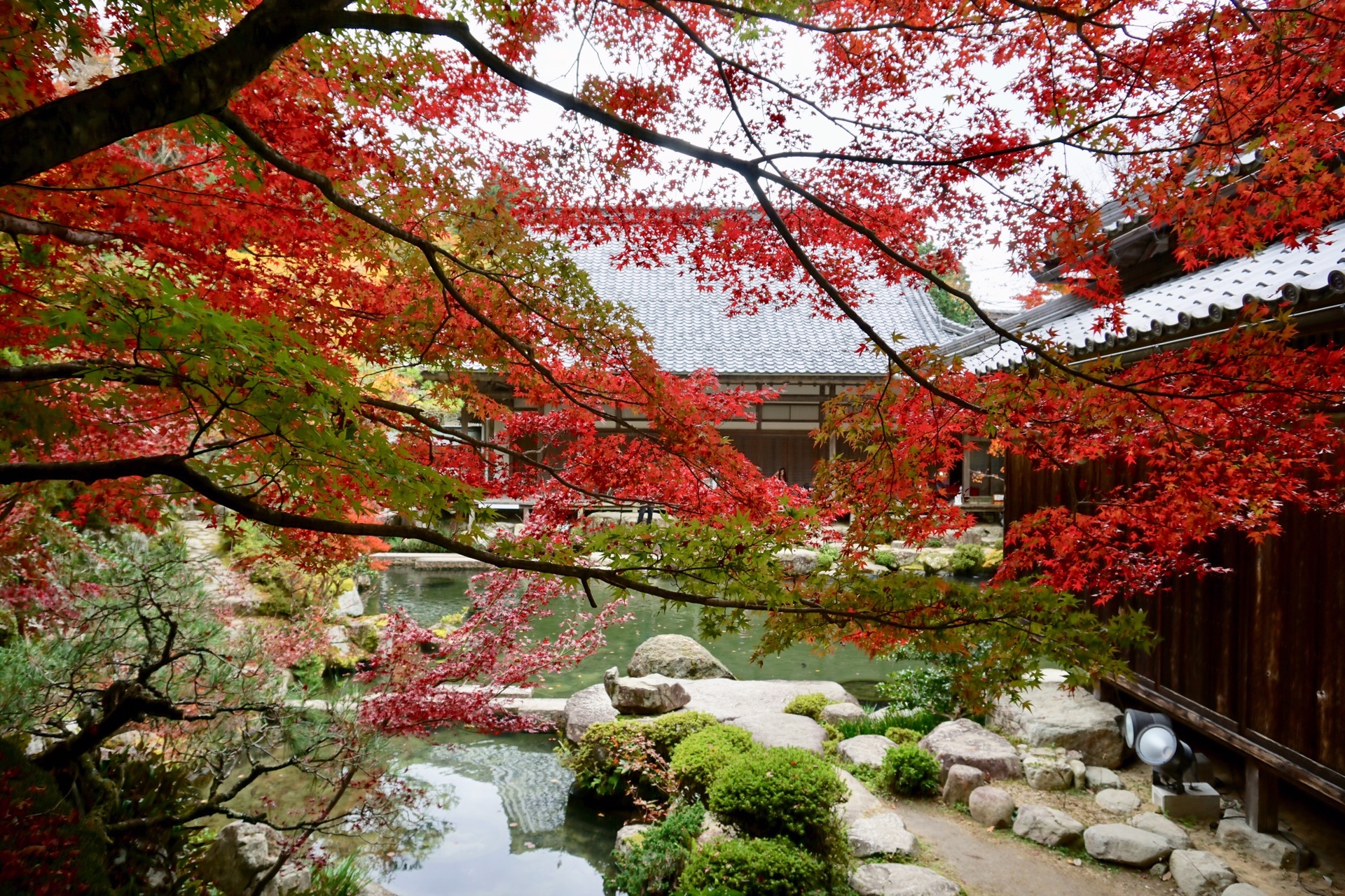 紅葉を観に 湖東三山の百済寺へ ななぱふさんの八ツ尾山 高取山 正楽寺山の活動データ Yamap ヤマップ