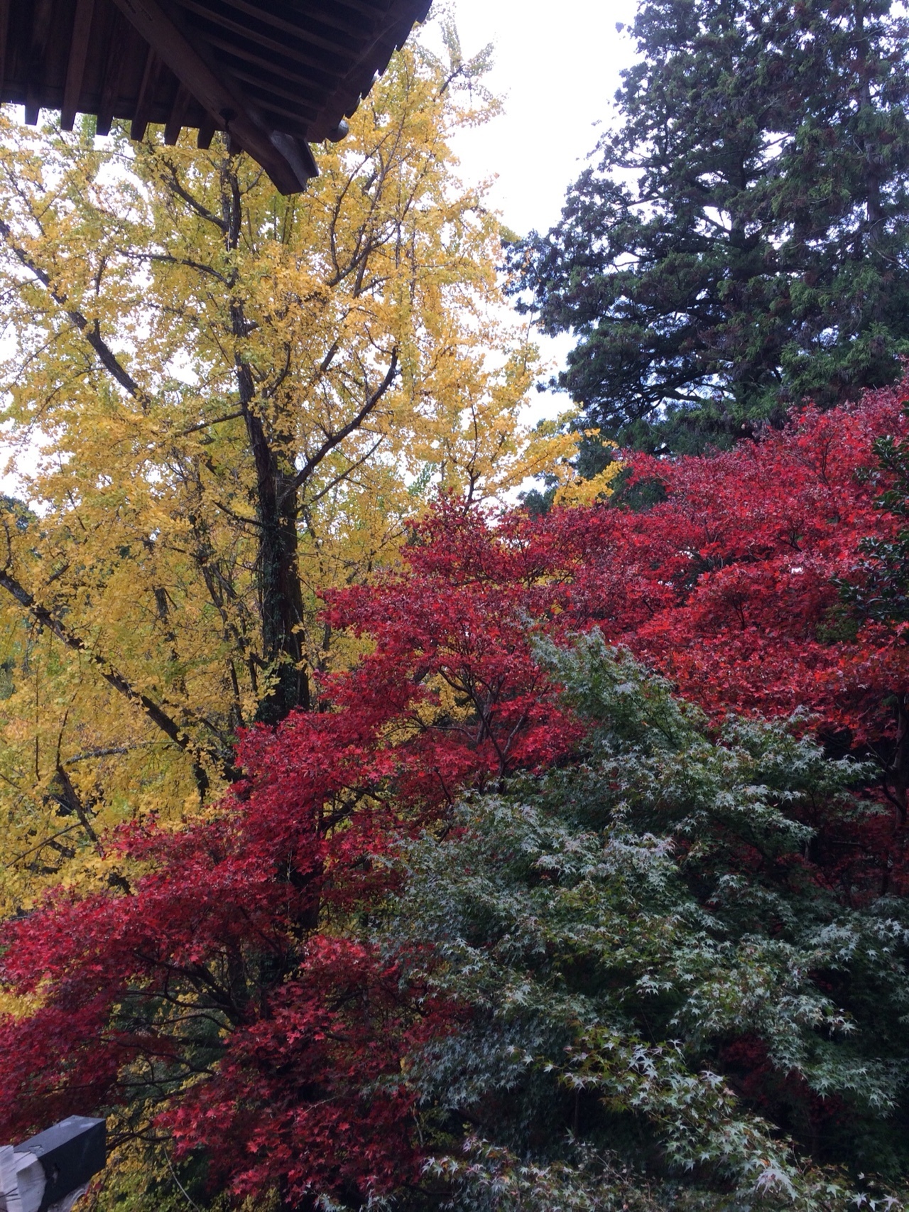 書写山 圓教寺 もみじまつり Simoさんの書写山 伊勢山の活動データ Yamap ヤマップ