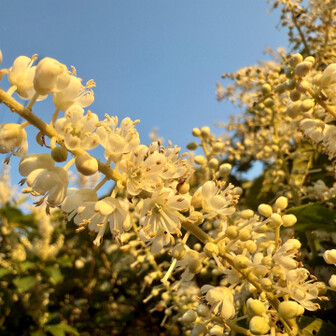 朝焼けでキレイ✨🌼✨