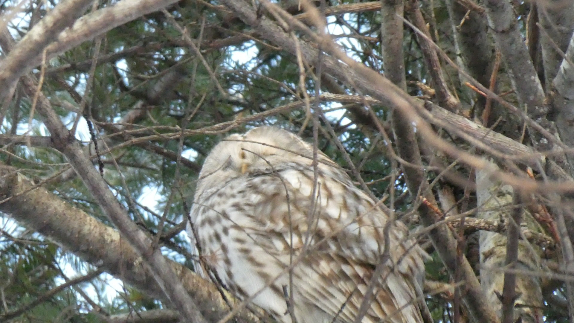 蝦夷フクロウと蝦夷雷鳥など苫小牧研究林 Chibitaさんのハイキングの活動日記 Yamap ヤマップ
