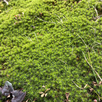 これも、すき〜🟢