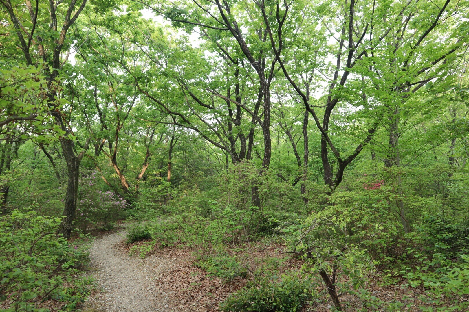相生山緑地20200503 / はっぴーさんの名古屋市の活動データ YAMAP / ヤマップ