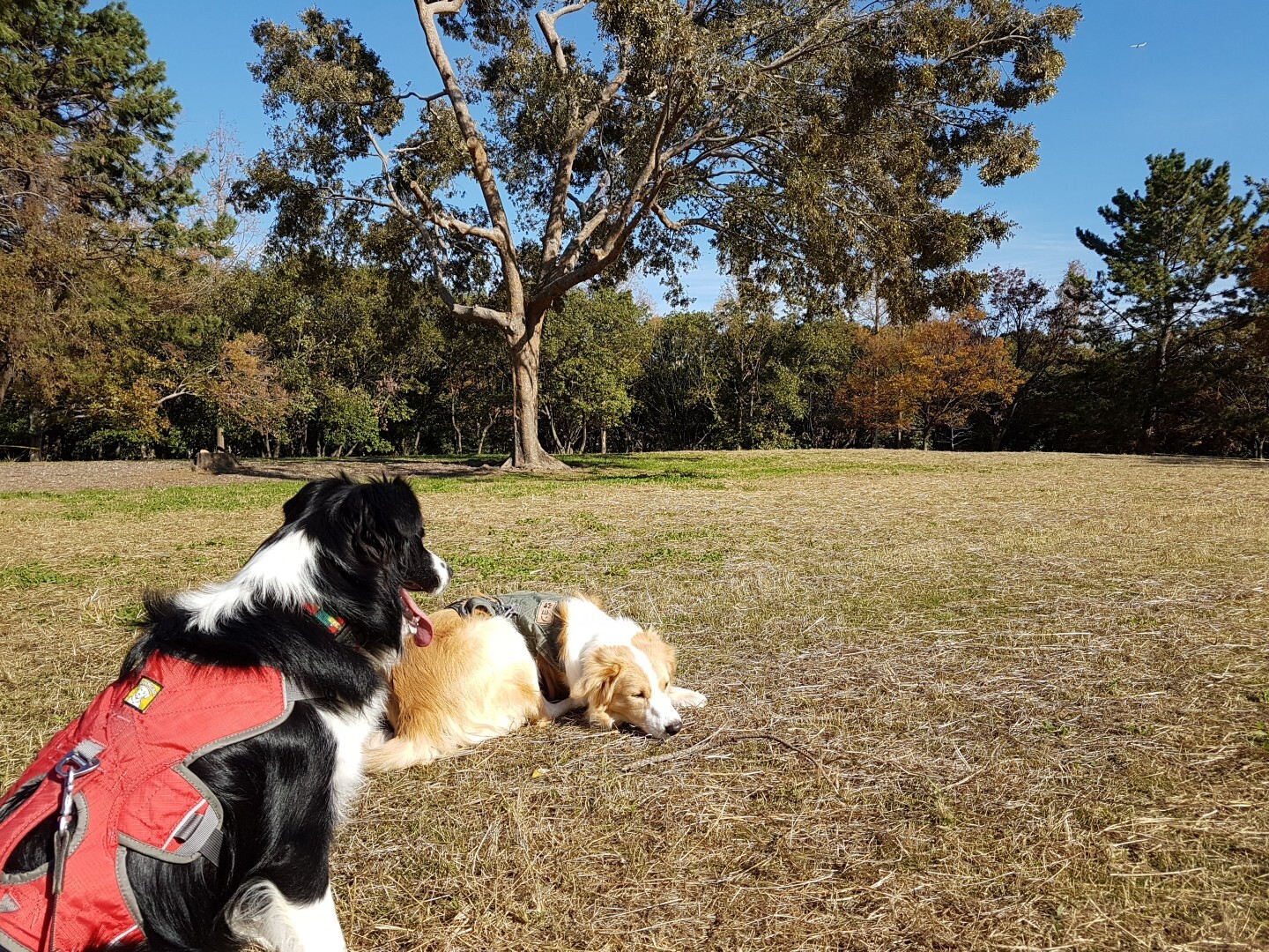 久宝寺緑地公園 犬散歩 ぐりこさんの大阪市の活動データ Yamap ヤマップ