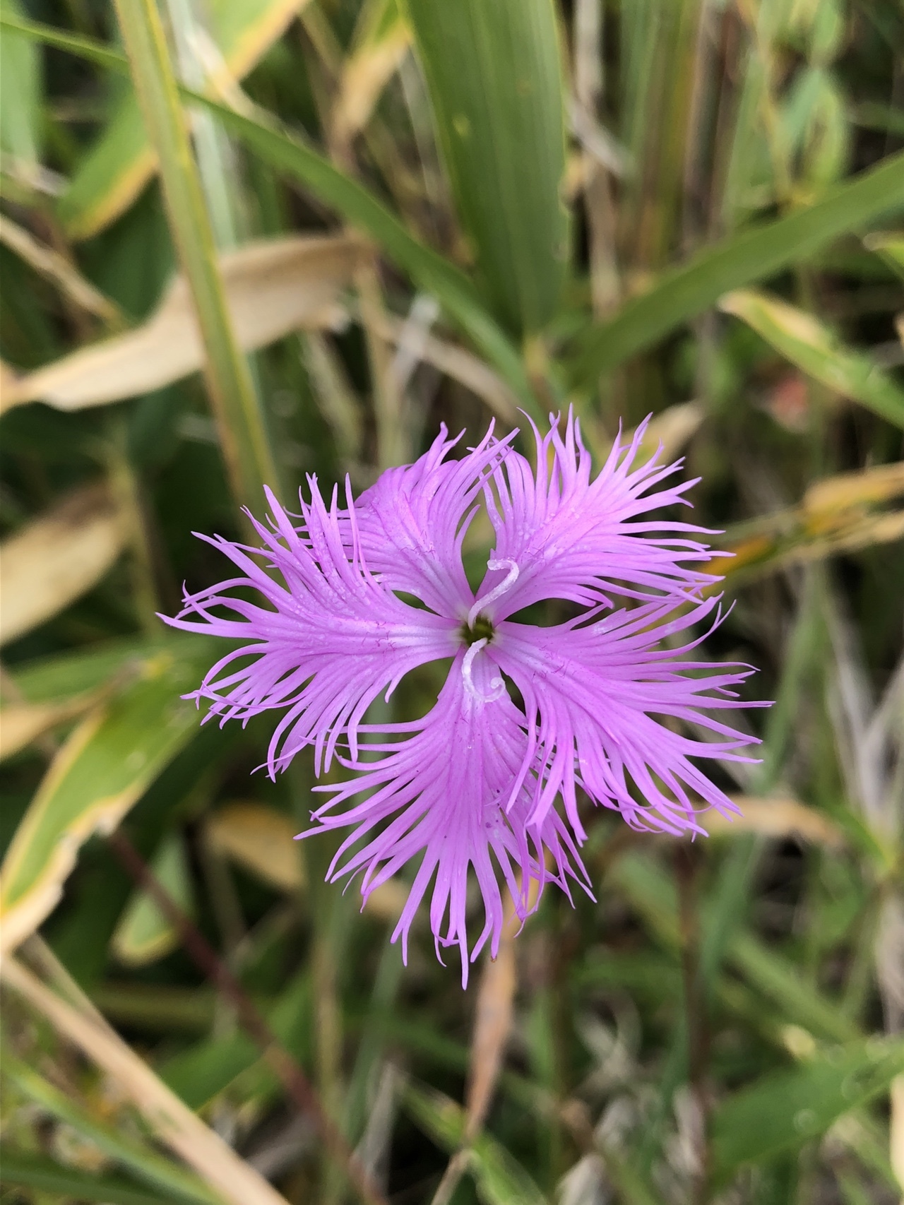 秋吉台 まだまだ秋の花ありました Rebiさんの秋吉台カルストトレイルランonlineの活動データ Yamap ヤマップ