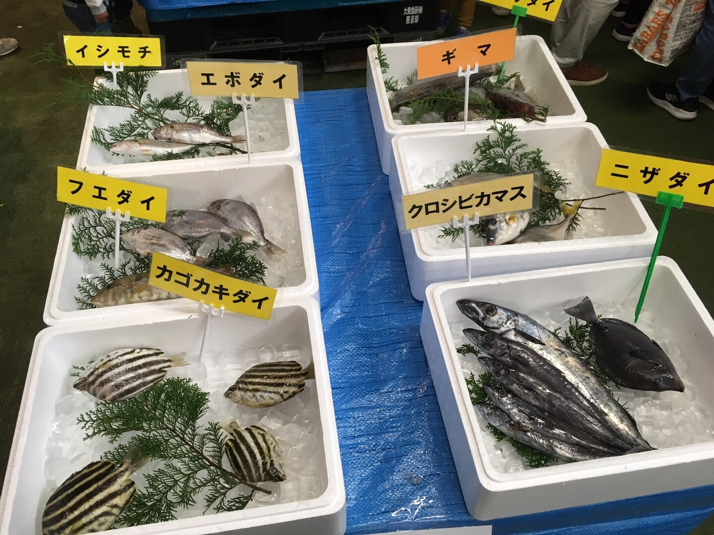 お散歩 横浜市場 赤レンガ倉庫 みっちーさんの横浜市 中央エリアの活動日記 Yamap ヤマップ
