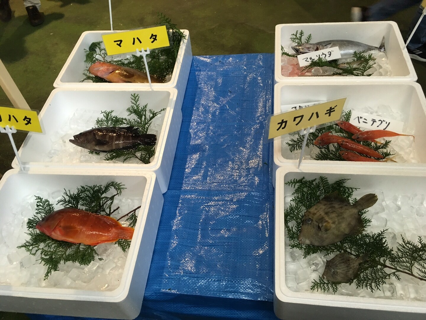 お散歩 横浜市場 赤レンガ倉庫 みっちーさんの横浜市 中央エリアの活動日記 Yamap ヤマップ