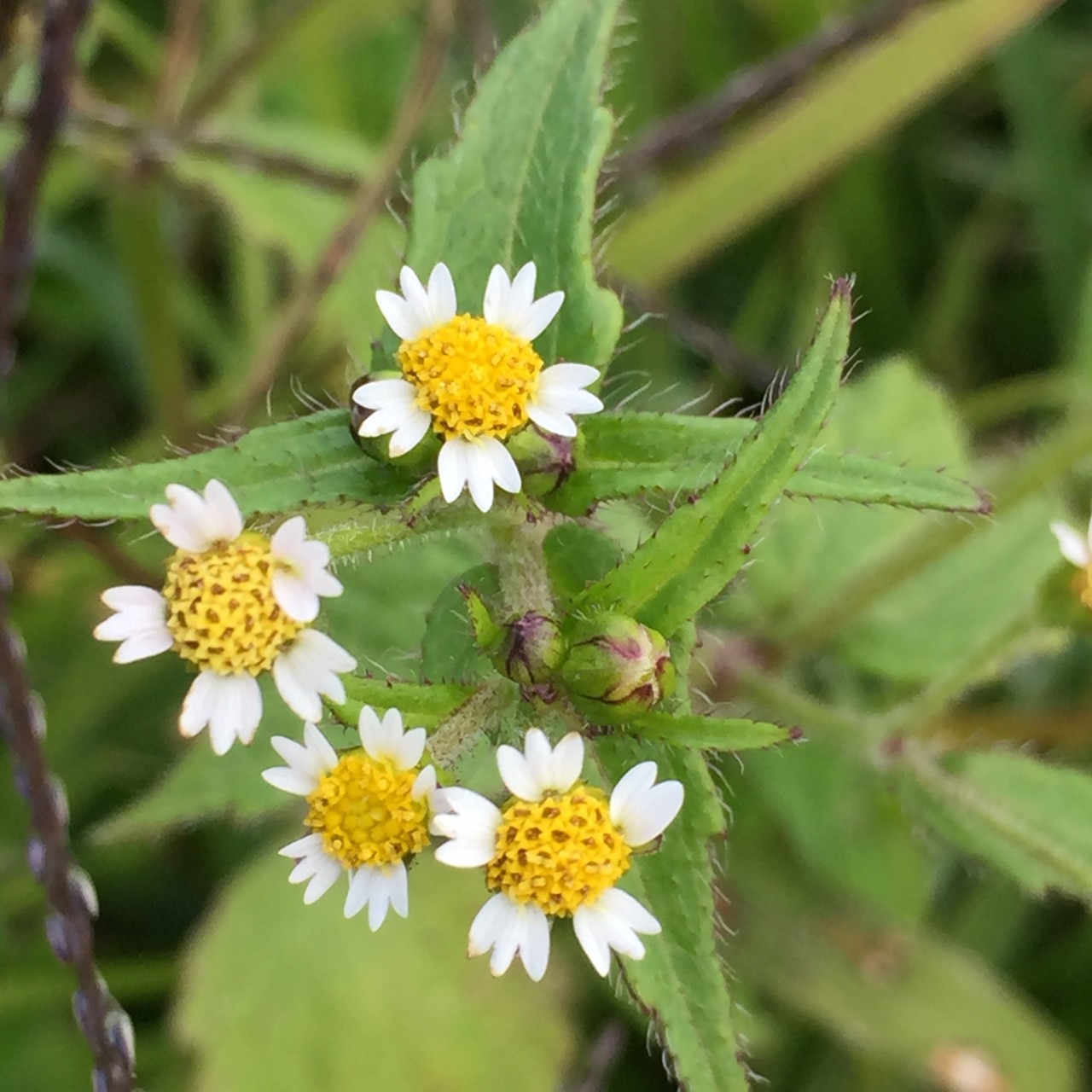 平尾台花歩き とっこさんの平尾台 貫山 水晶山の活動日記 Yamap ヤマップ