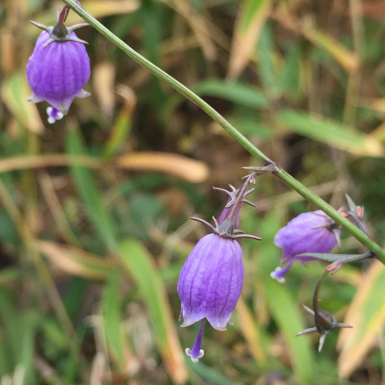 平尾台花歩き とっこさんの平尾台 貫山 水晶山の活動日記 Yamap ヤマップ