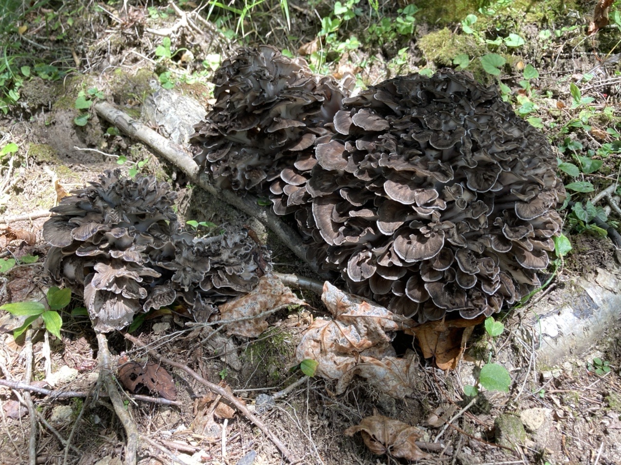 まいたけ まいたけ マイタケ 舞茸