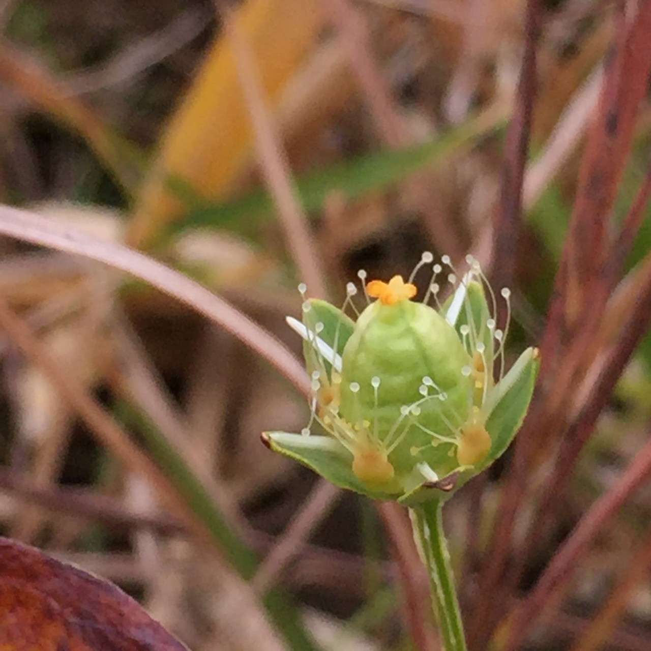 平尾台花歩き とっこさんの平尾台 貫山 水晶山の活動日記 Yamap ヤマップ