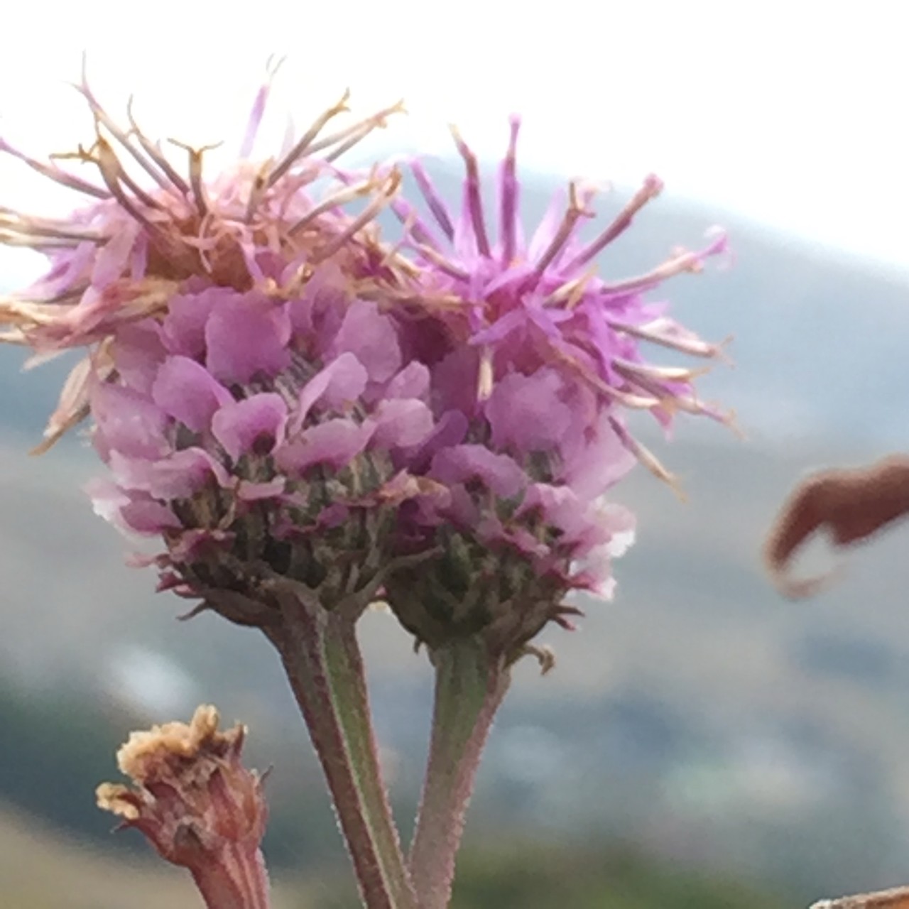 平尾台花歩き とっこさんの平尾台 貫山 水晶山の活動日記 Yamap ヤマップ