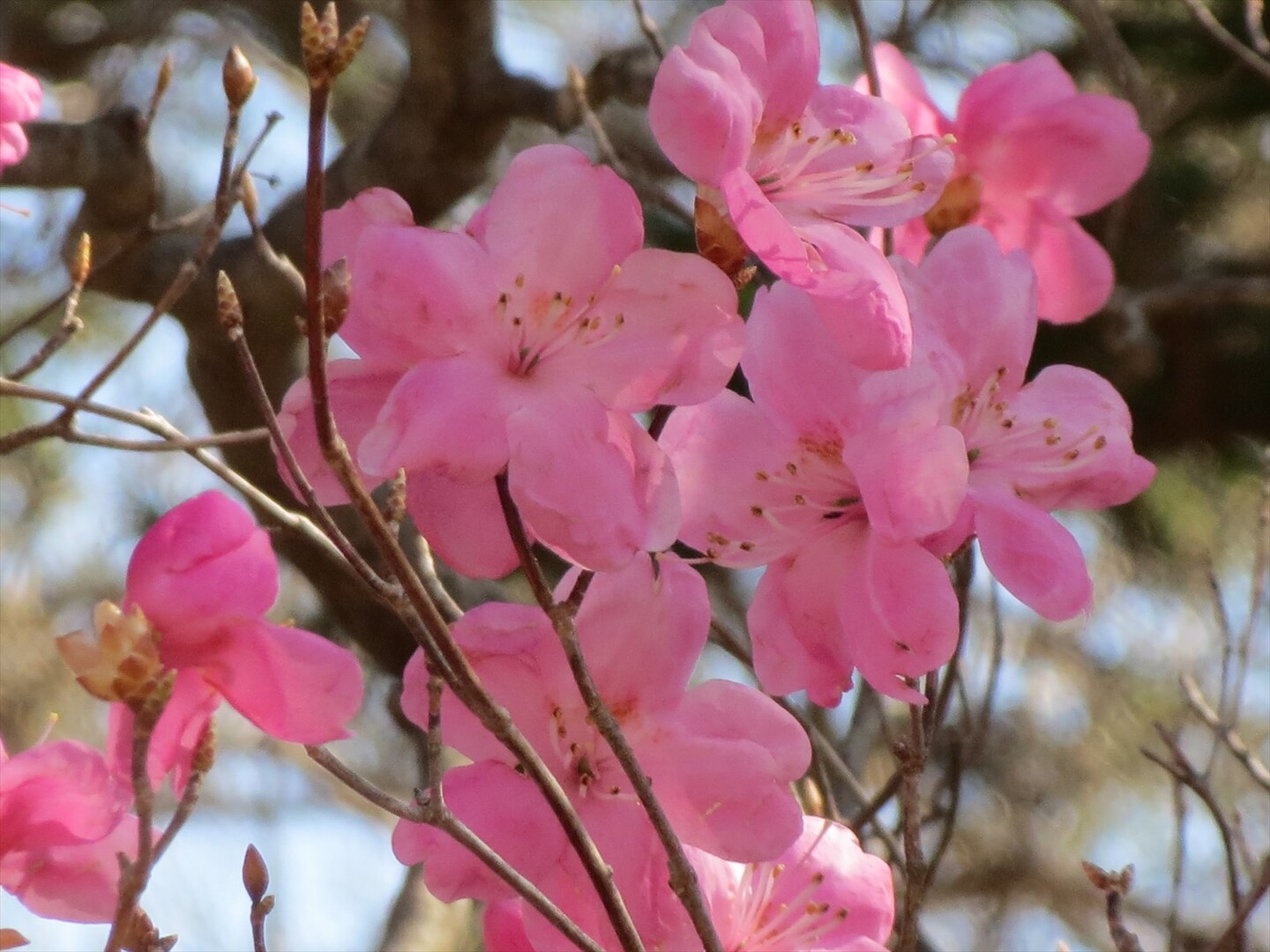 ミツモチ Satochanさんの高原山 釈迦ヶ岳 鶏頂山の活動日記 Yamap ヤマップ