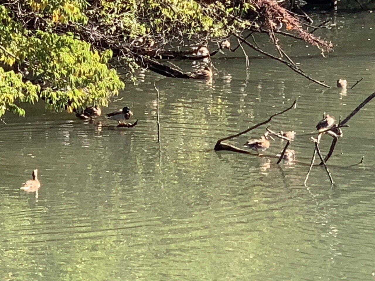 ホリデー In 前橋市 敷島公園門倉テクノばら園 ランチ 雨ノチ晴 21 11 11 前橋市の写真140枚目 Yamap ヤマップ