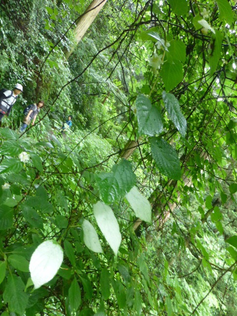 高尾山で樹木観察歩き 時間をかけて Gotofishingさんの高尾山 陣馬山 景信山の活動日記 Yamap ヤマップ