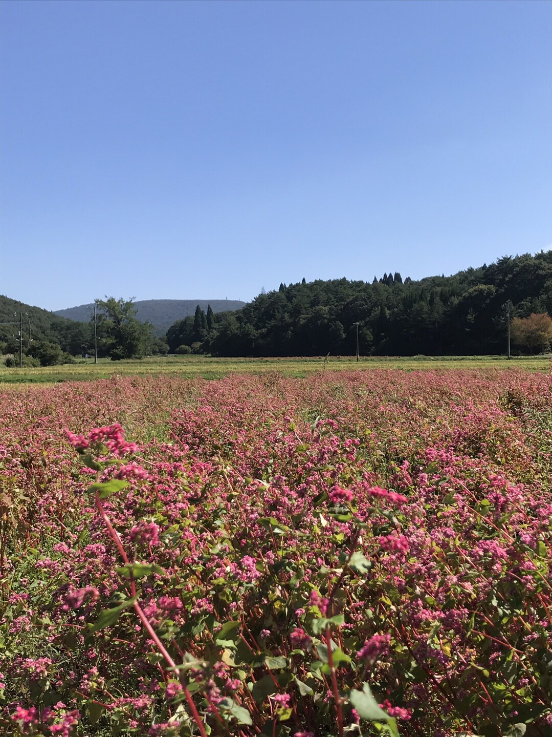 秋の花咲く深入山 赤そば畑 レモンさんの深入山の活動日記 Yamap ヤマップ