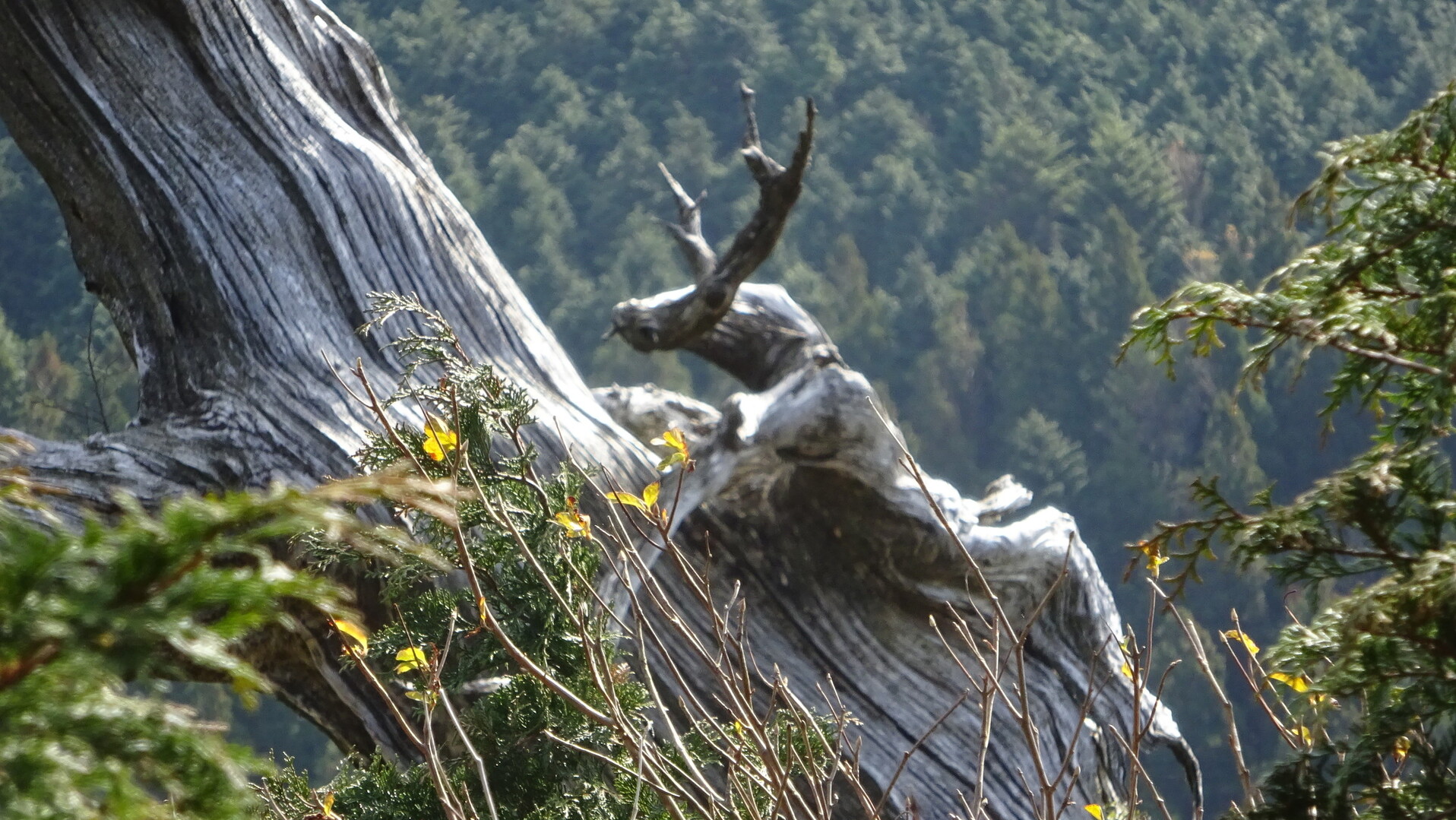 工石山 三辻山 幻のシカ 発見 おじょもさんの工石山の活動データ Yamap ヤマップ