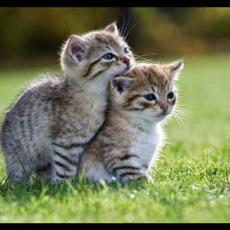 yasurin  🐈🐶🐾