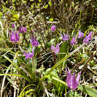 荒島岳 カタクリ