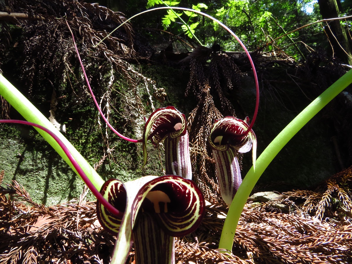 ヒメウラシマソウ 古処山 うらさんの古処山 屏山 馬見山 江川岳の活動日記 Yamap ヤマップ