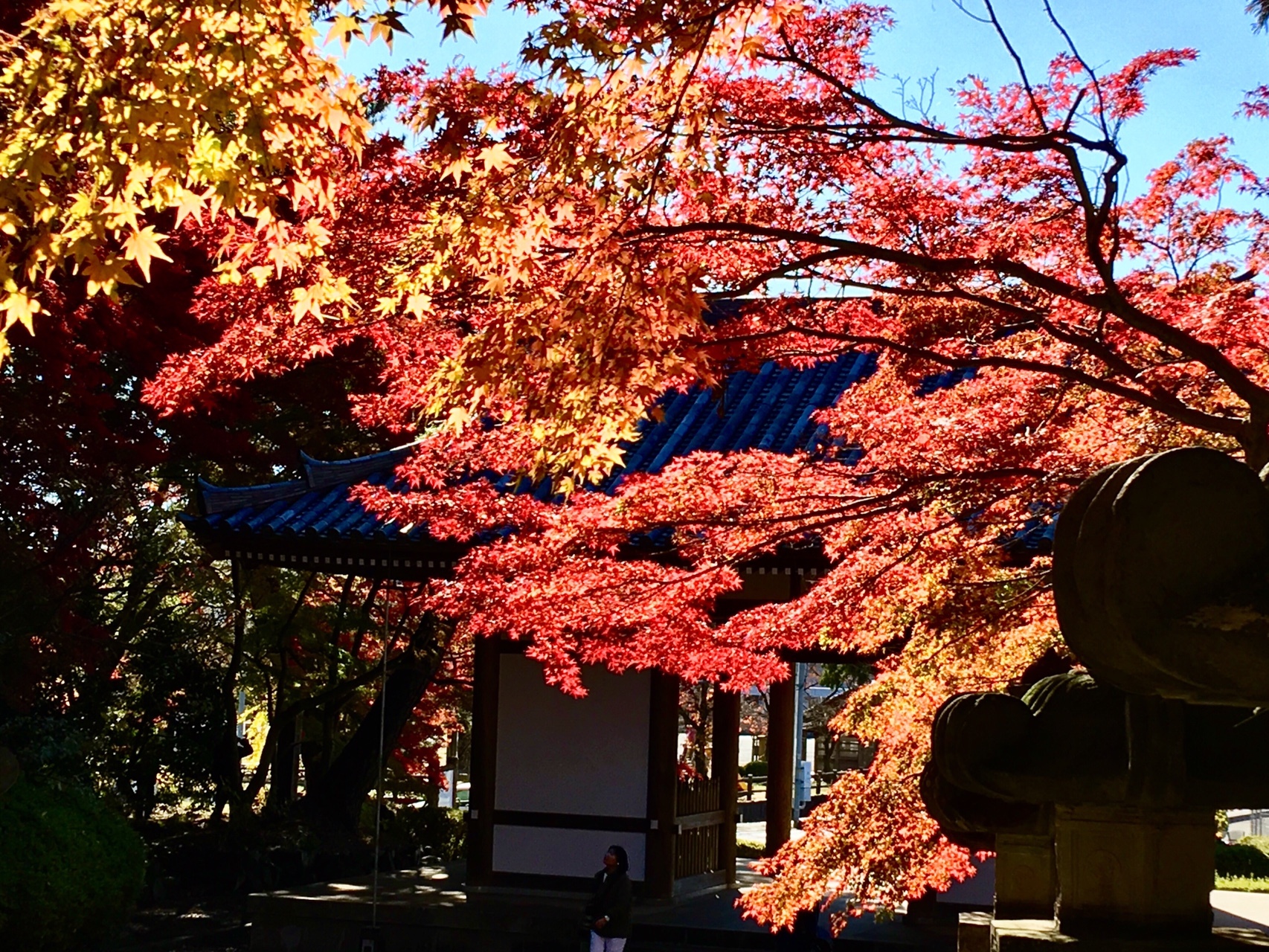 天覧山散歩 トオルさんの天覧山 多峯主山 天覚山の活動データ Yamap ヤマップ