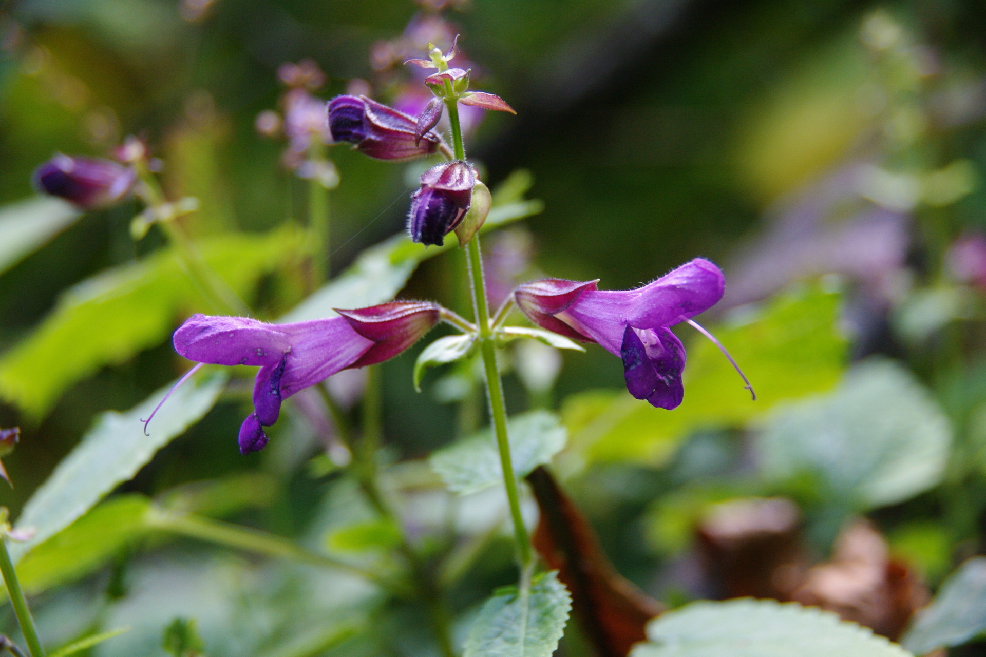 滋賀のお山の秋の花 鈴鹿 比良 伊吹の花 ヤマノボラー Minaphmさんの琵琶湖 北側の活動日記 Yamap ヤマップ