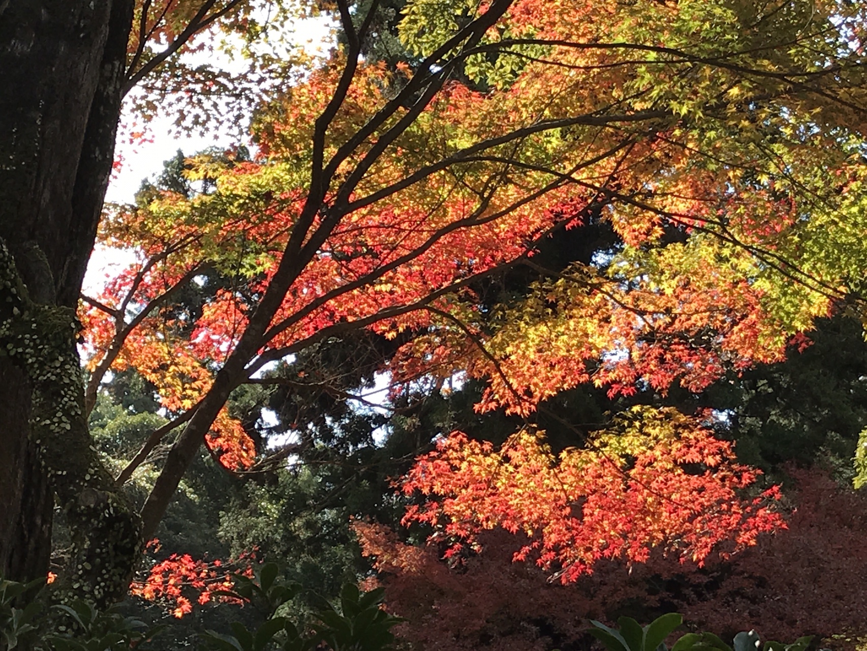 書写山 紅葉 フォトトレッキング イベントと好古園 よしよし39さんの書写山の活動データ Yamap ヤマップ