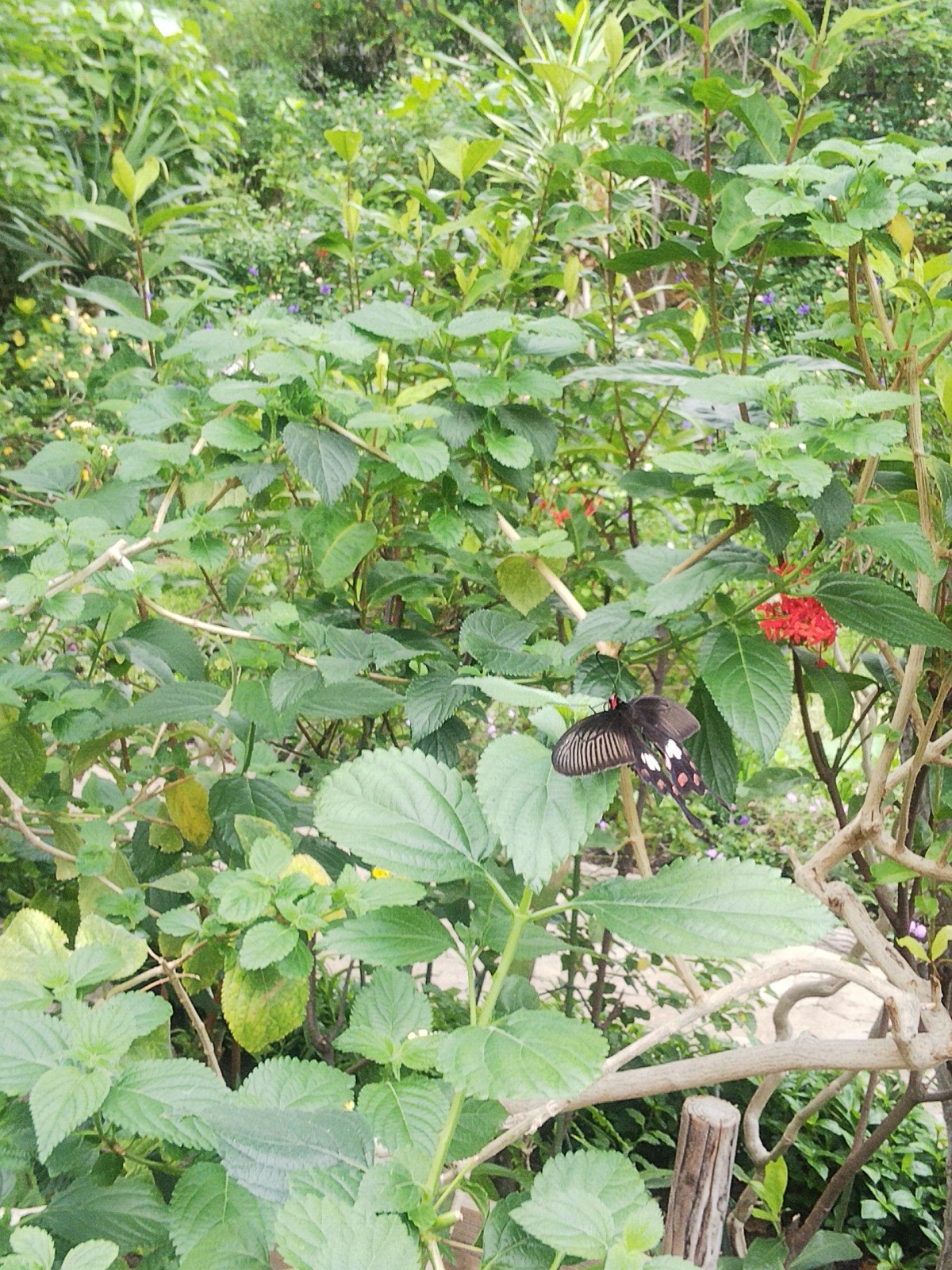 番外編 多摩動物公園 かものはしさんの多摩市の活動データ Yamap ヤマップ