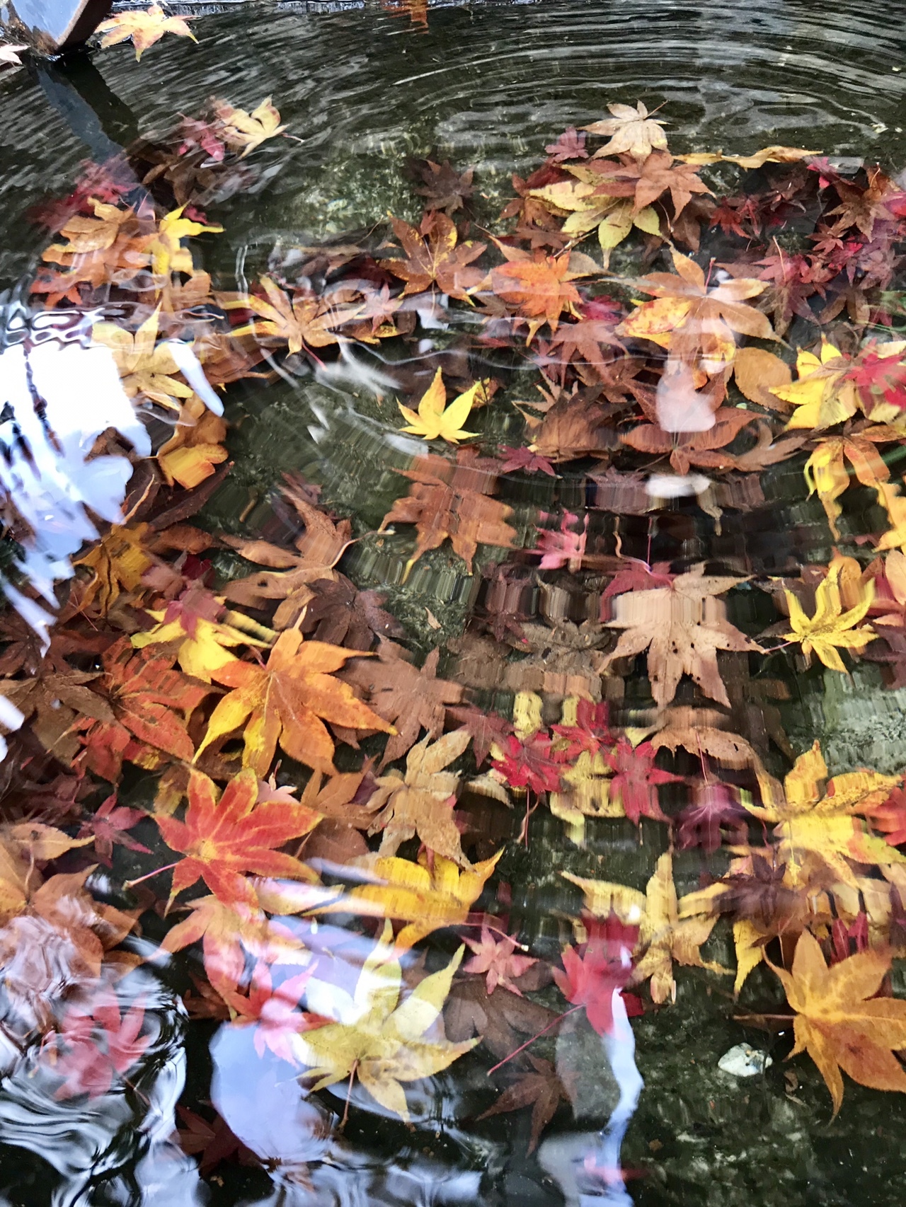 谷汲山華厳寺の紅葉 と妙法ヶ岳 さおりさんの妙法ヶ岳 華厳寺の活動データ Yamap ヤマップ