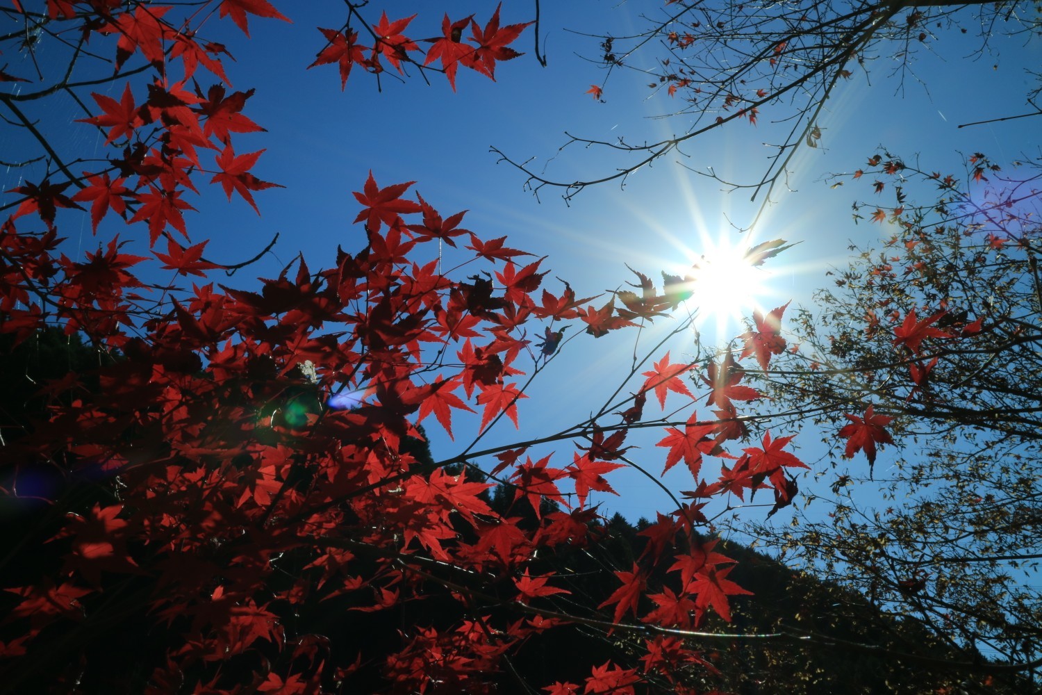 古処山登山 秋月城跡観光 Shiiqiiさんの古処山 屏山 馬見山 江川岳の活動データ Yamap ヤマップ
