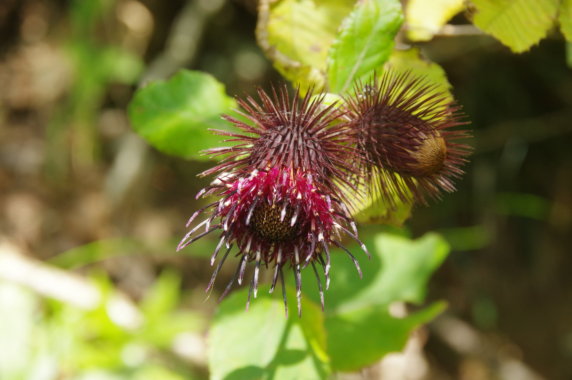 滋賀のお山の秋の花 鈴鹿 比良 伊吹の花 ヤマノボラー Minaphmさんの琵琶湖 北側の活動日記 Yamap ヤマップ
