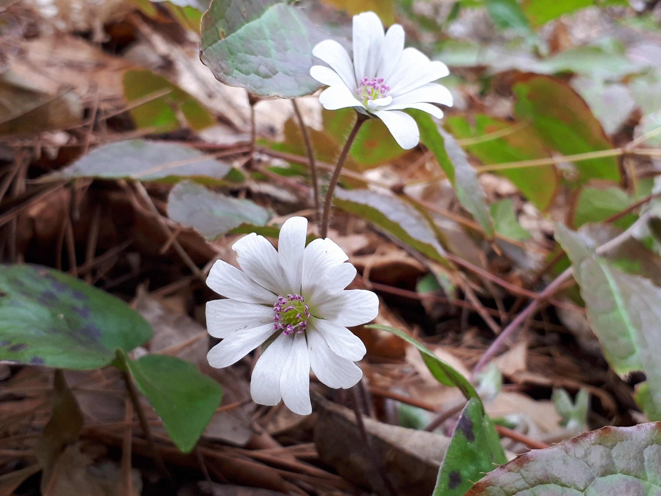 ミスミソウに会いに大峰山へ くぅみーさんの長野市の活動データ Yamap ヤマップ