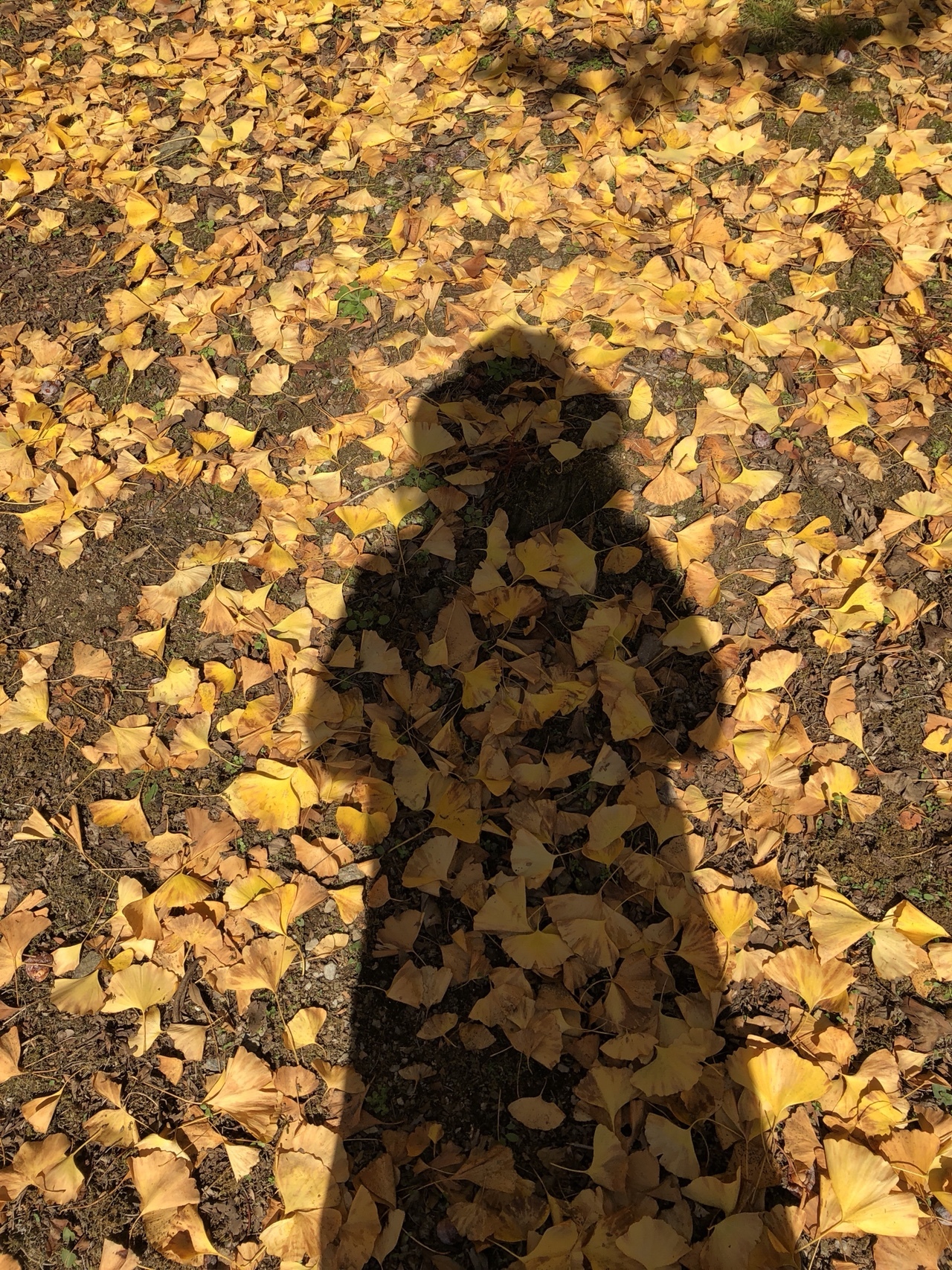 明星山へ 銀杏の葉っぱ キラキラ いずみーるさんの明星山 久留米市 白金山の活動データ Yamap ヤマップ