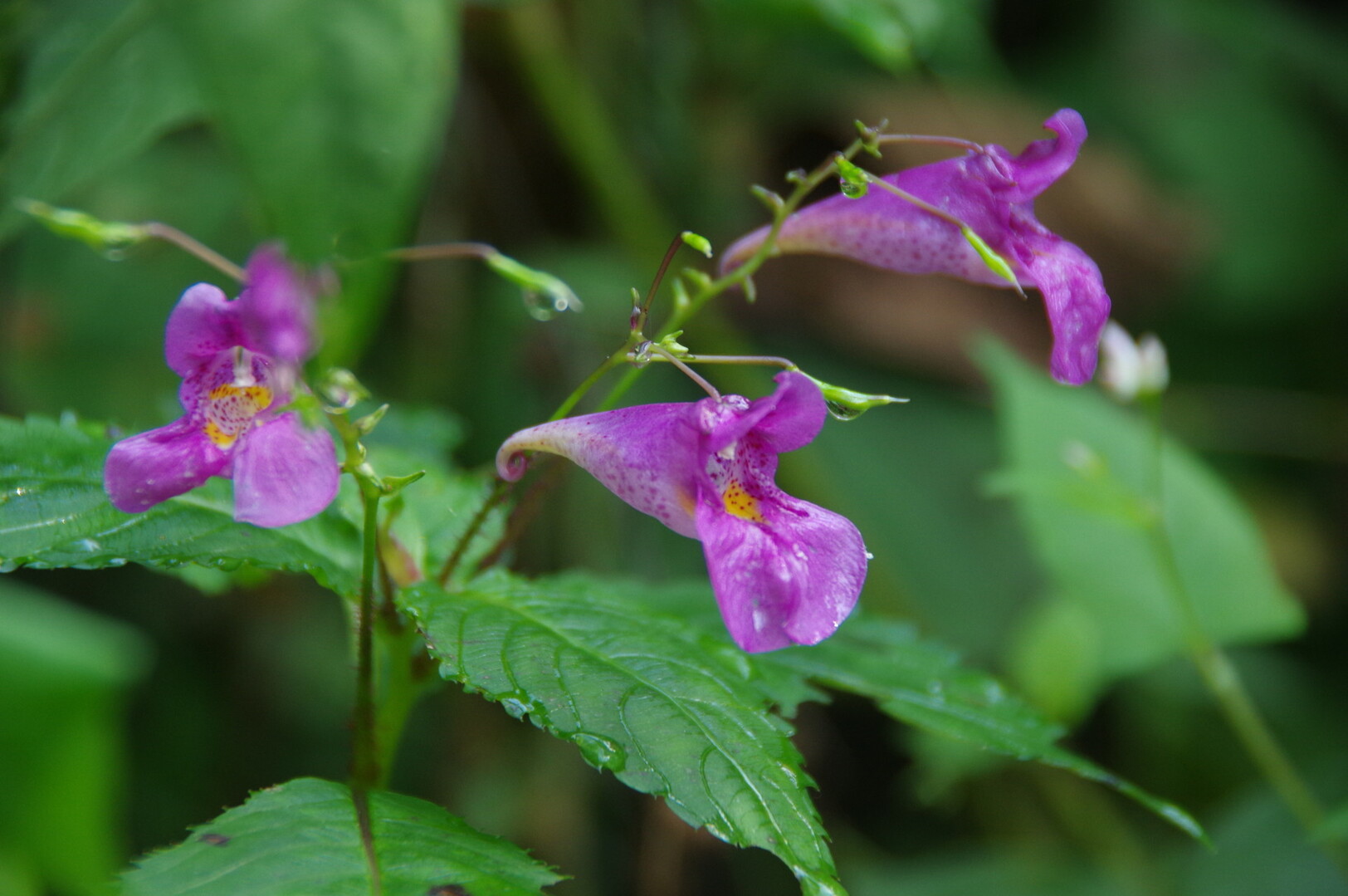 滋賀のお山の秋の花 鈴鹿 比良 伊吹の花 琵琶湖 北側の写真38枚目 ツリフネソウ ツリフネソウ科ツリフネソウ Yamap ヤマップ
