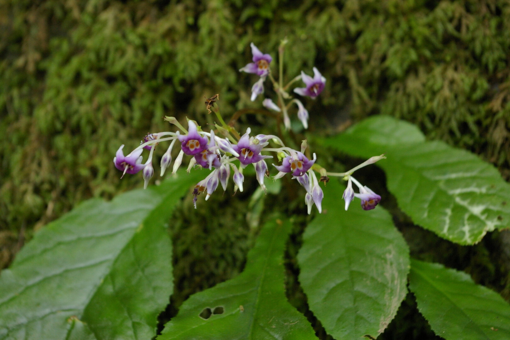 滋賀のお山の秋の花 鈴鹿 比良 伊吹の花 琵琶湖 北側の写真13枚目 イワタバコ イワタバコ科イワタバコ属 Yamap ヤマップ