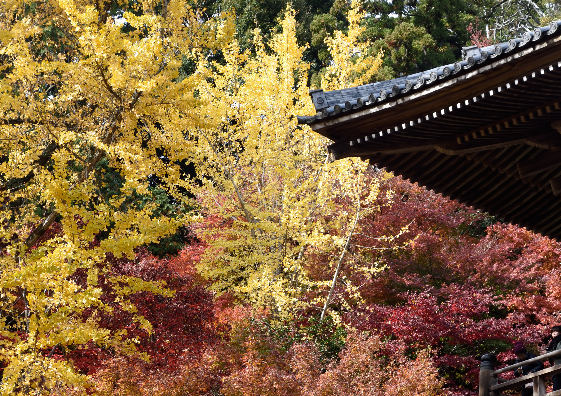 紅葉の書写山でフォトトレッキング チュンさんの書写山 伊勢山の活動データ Yamap ヤマップ