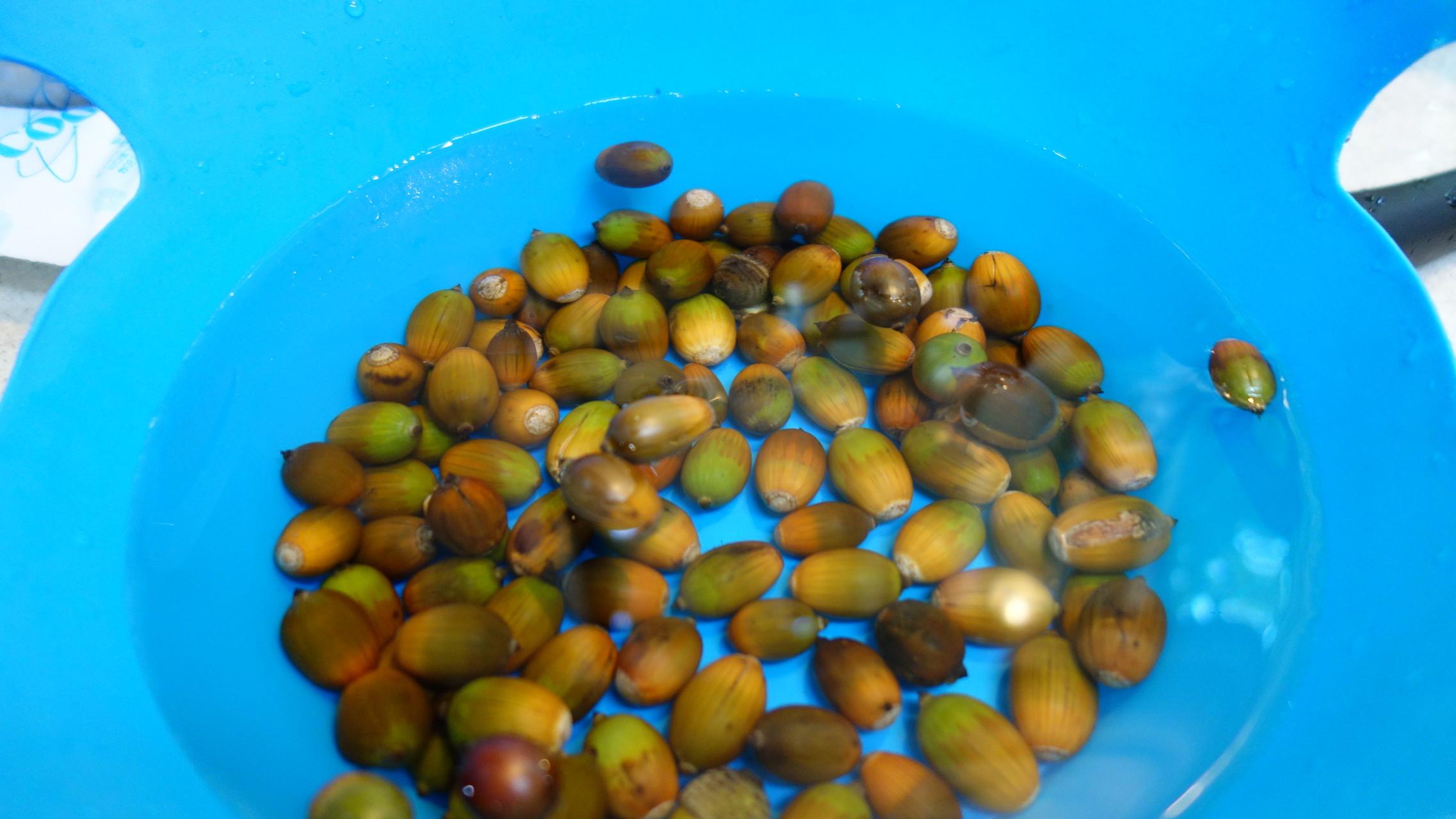 ドングリ珈琲 淹れてみた Masahiro さんの 公式 福岡市 防災情報含む の活動日記 Yamap ヤマップ