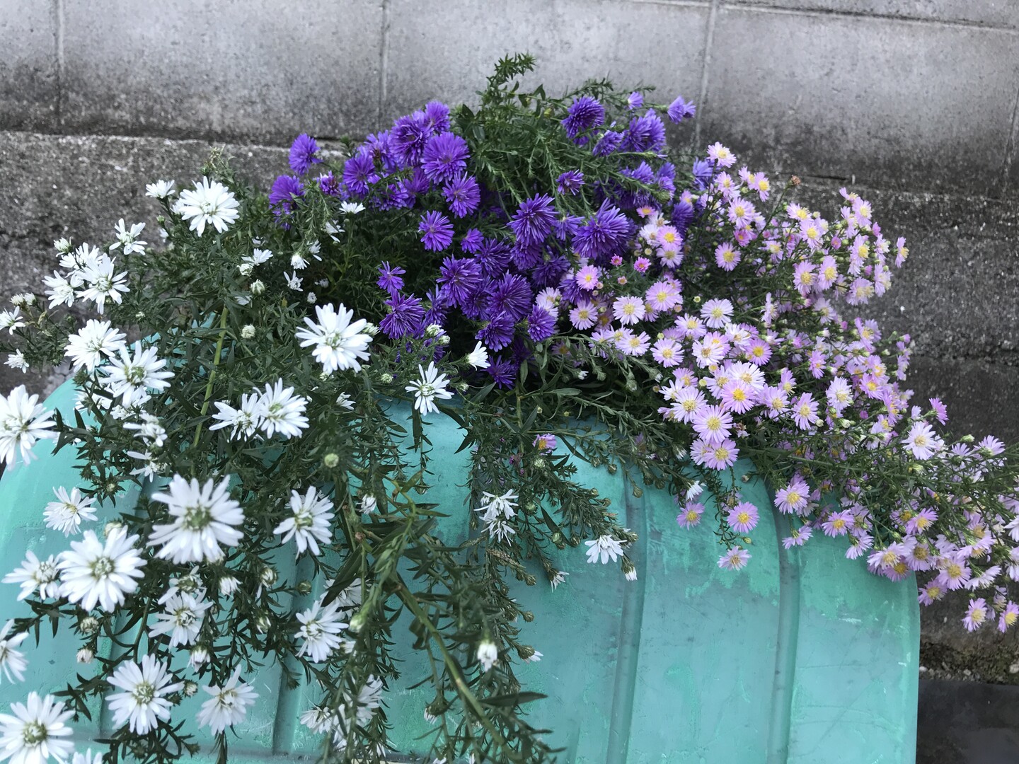 紫の畑 10月の花 宿根アスター 白 パ Yamamurasakiさんのモーメント Yamap ヤマップ