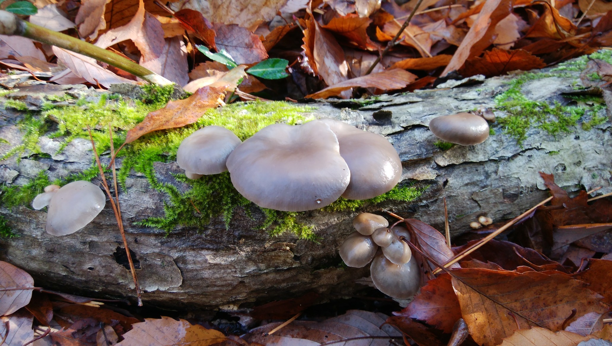 今季最後のキノコ採り 山猫信州さんの野沢温泉スキー場の活動データ Yamap ヤマップ