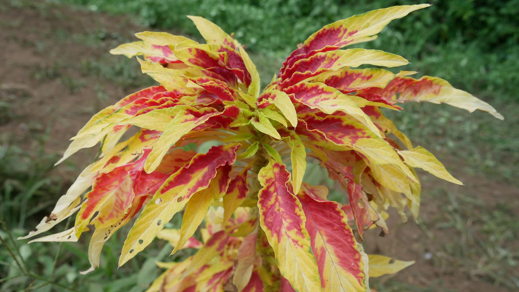 所沢ひまわり畑 狭山湖 六道山 れおまるさんのウォーキングの活動日記 Yamap ヤマップ
